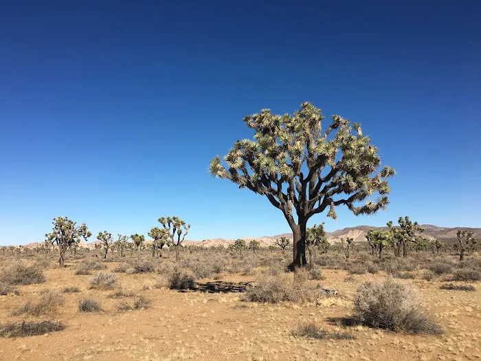 Juniper Flats Backcountry 1