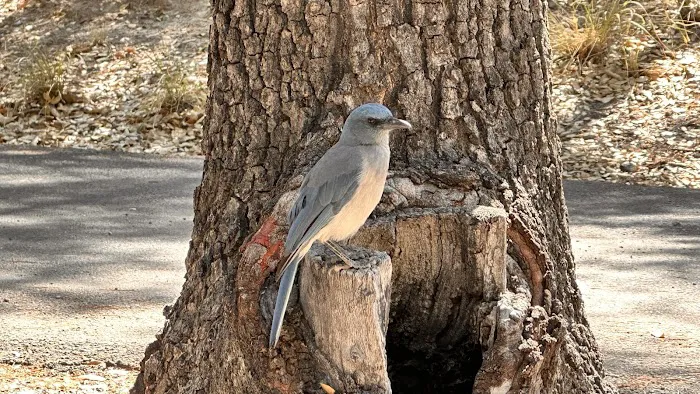Bonita Canyon Campground 8
