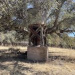 Walnut Grove Campground