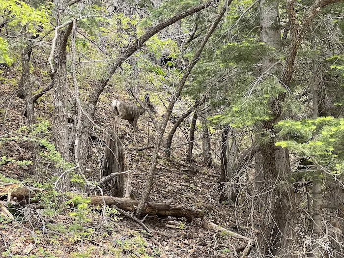 Capilla Peak Campground 4