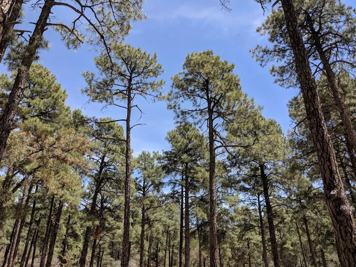 Black Jack Campground 6