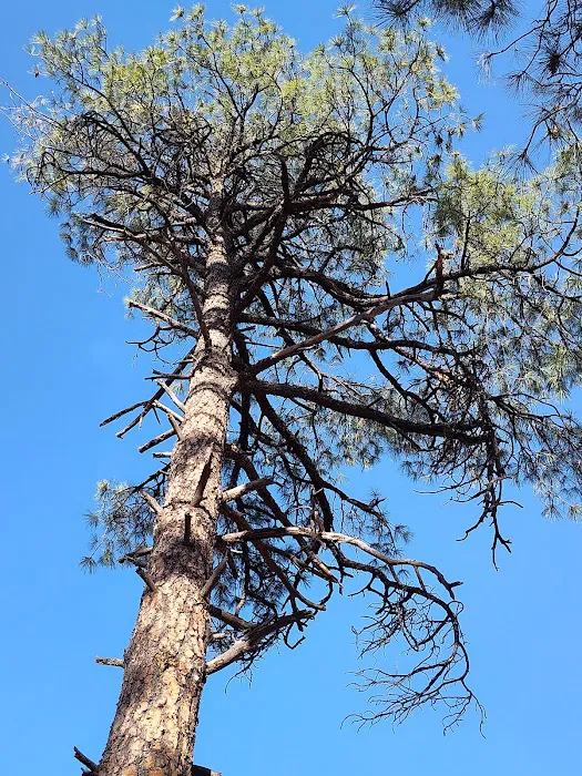 Black Jack Campground 8
