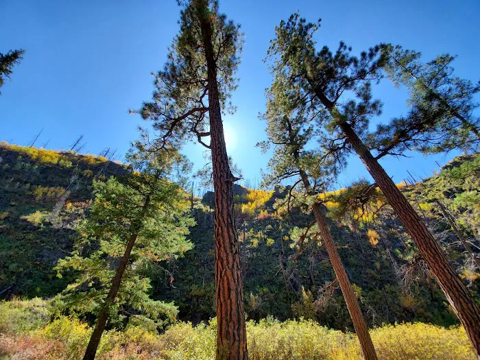 Aspen Campground - East Fork Black RIver 3
