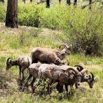 Aspen Campground - East Fork Black RIver