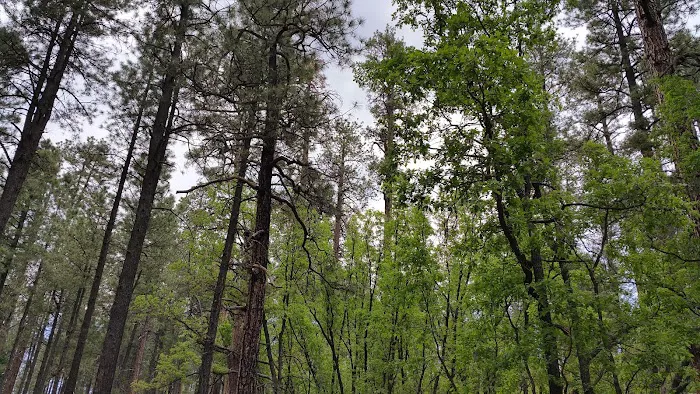Alpine Divide Campground 7