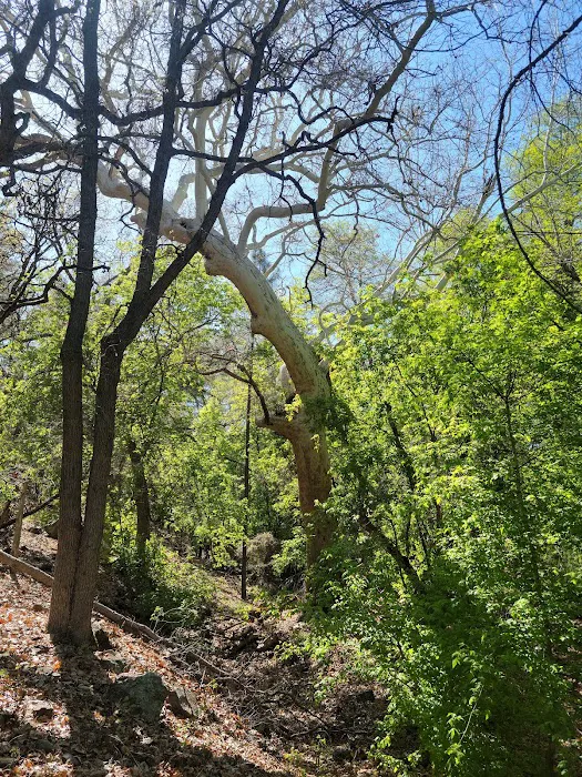 Upper Juan Miller Campground 4