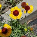 Brookchar Campground