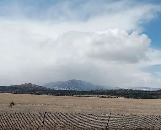 New Mexico State Forestry