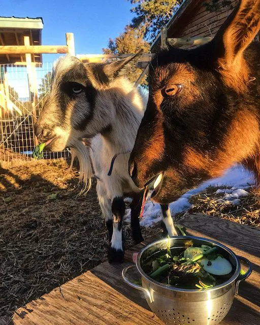 The Little Goat Outpost 5