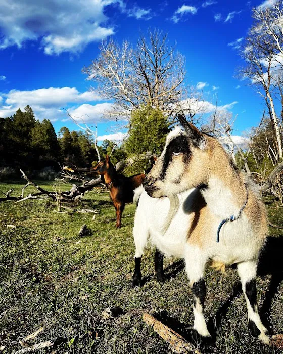 The Little Goat Outpost 9