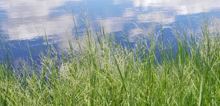 Holbrook Pond 1