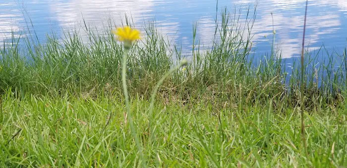 Holbrook Pond 4