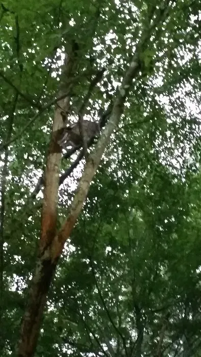 Dooly Campground 1