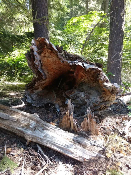 Forest Creek Campground 4