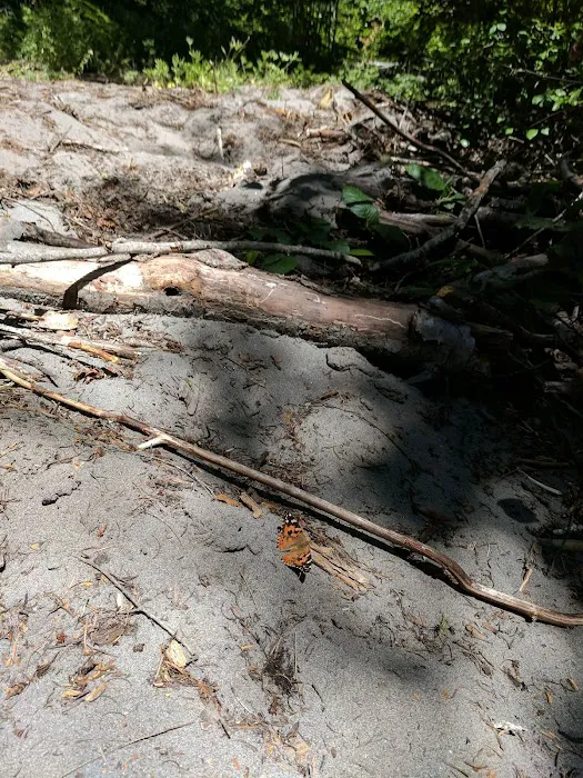 Forest Creek Campground 7