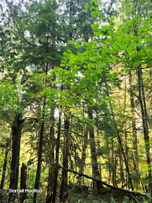 Swift Forest Camp 3