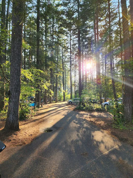 Swift Forest Camp 7