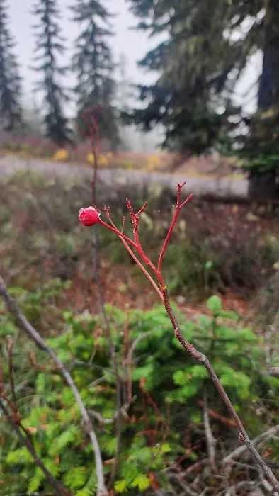 Interpretive Site: Berry Fields 2