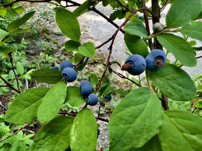 Interpretive Site: Berry Fields 4