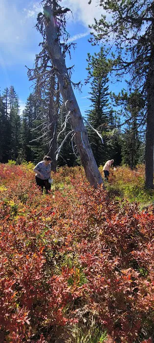 Interpretive Site: Berry Fields 3