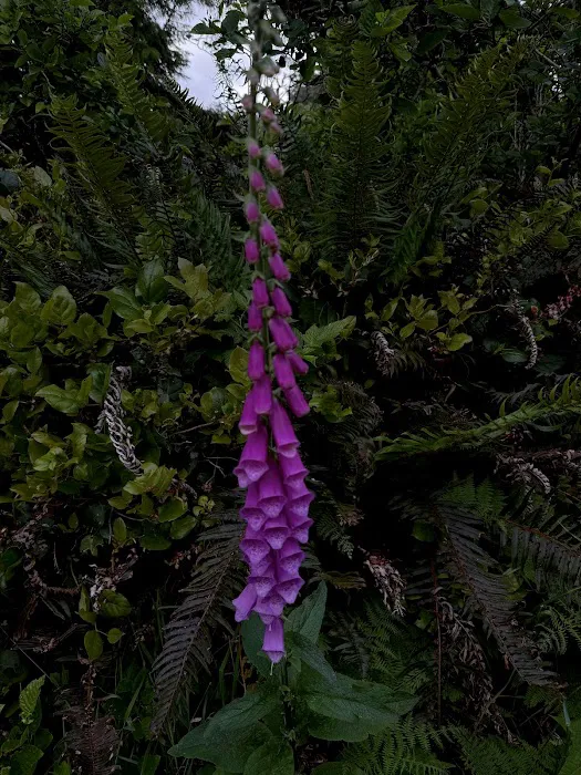 Cape Blanco Campground 6