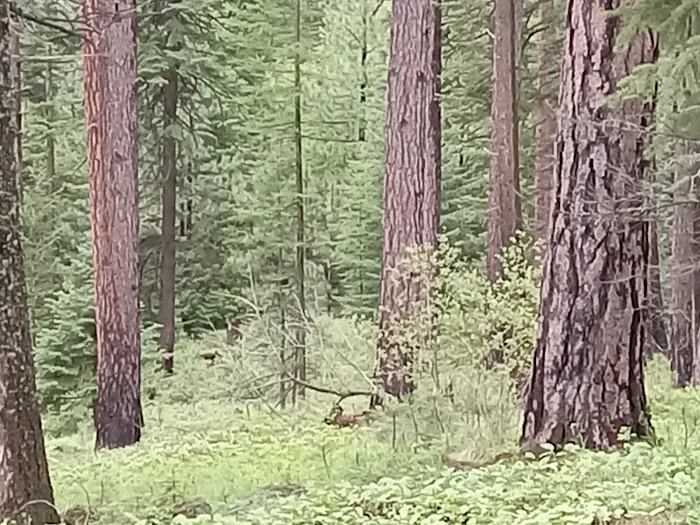 Forest Boundary Campground 4