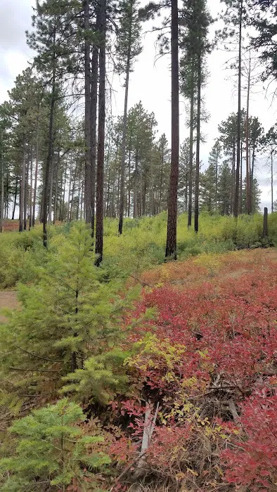 Forest Boundary Campground 1