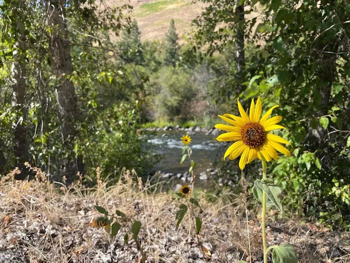 Grizz Flats Campground 0