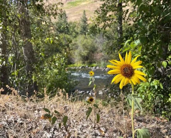Grizz Flats Campground