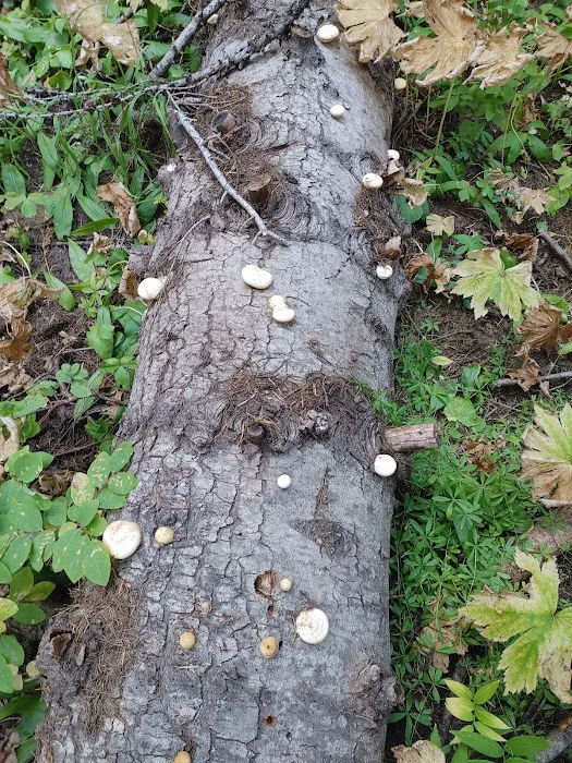 Woodland Campground 5
