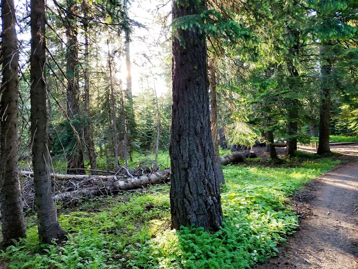 Woodland Campground 6