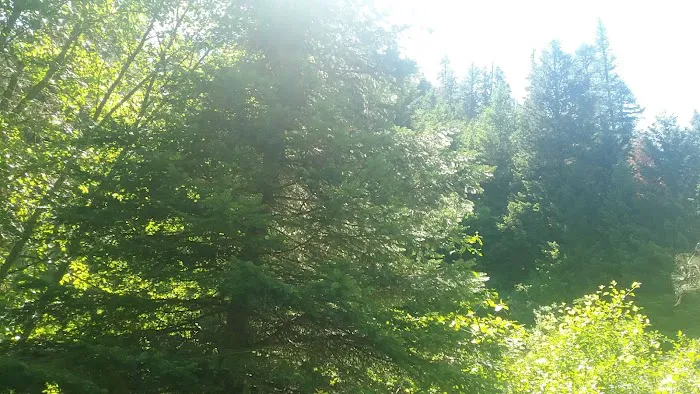 Umatilla Forks Campground 3