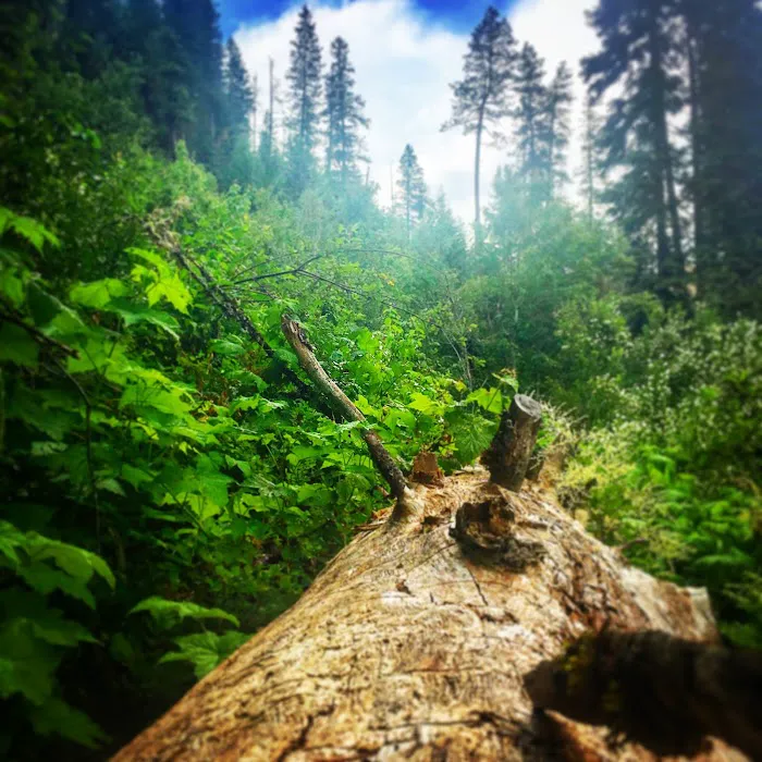 Umatilla Forks Campground 1