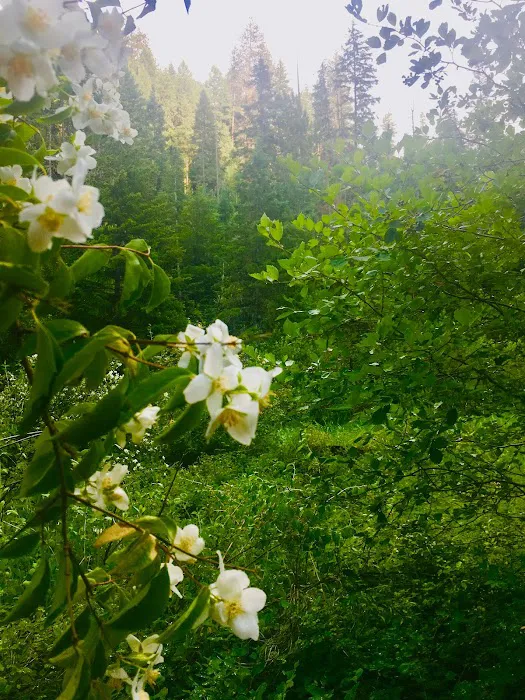 Umatilla Forks Campground 2