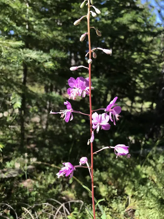 Coalmine Hill Campground 5