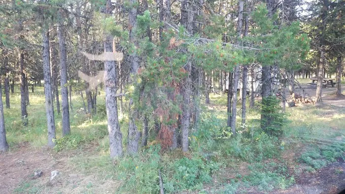 Coalmine Hill Campground 6