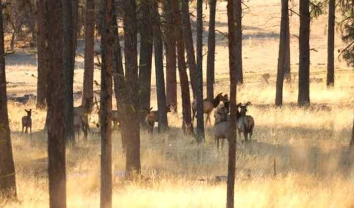 R.R Ranch 🌲 3