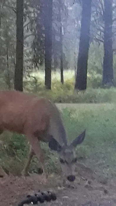Middle Fork Campground 3