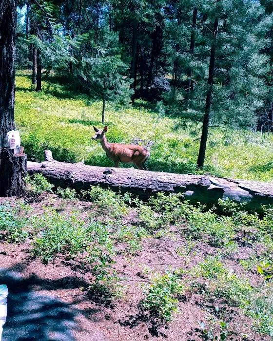 Yellow Pine Campground 9