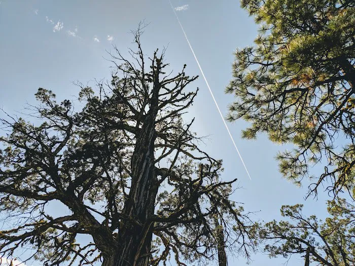 Yellow Pine Campground 7