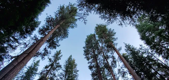 Wetmore Campground 6
