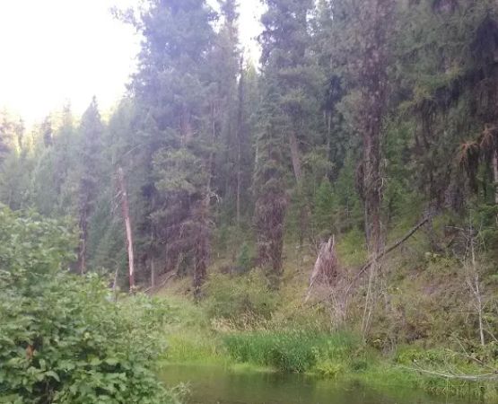 Deerhorn Campground