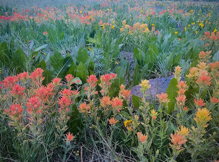 Fox Hill Campground 9