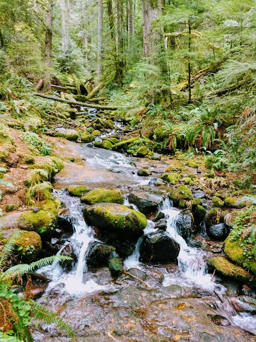 Marys Peak Campground 6