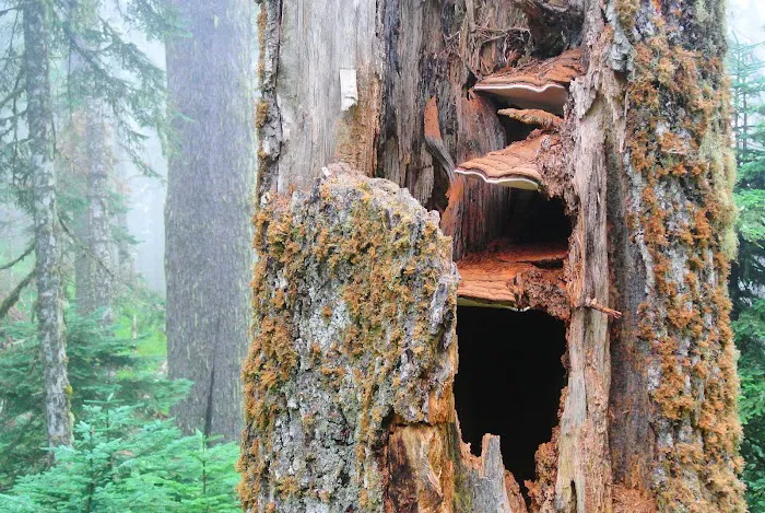 Marys Peak Campground 7