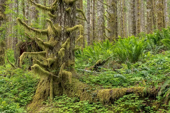 Gales Creek Campground 8