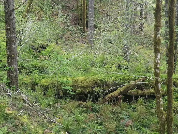 Gales Creek Campground 6