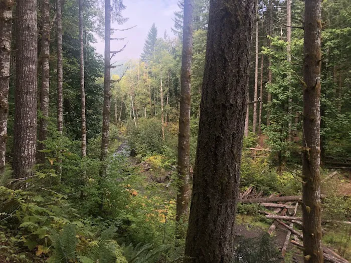 Gales Creek Campground 2