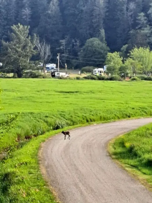 Chinook Bend RV Resort 7