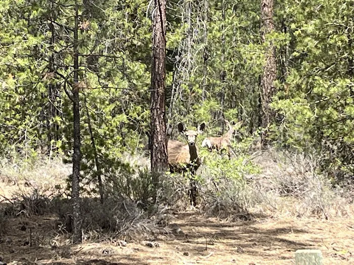 North Twin Lake Campground Picture 1